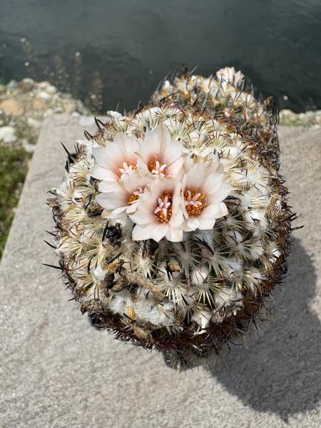 Gymnocactus ysabelae